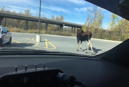 Ministry says they would have shot moose