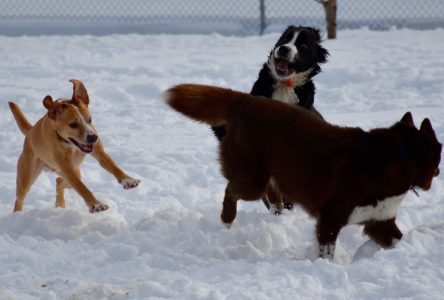 Keeping pets safe in cold conditions