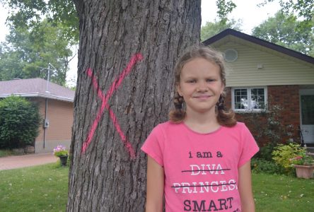 City spares tree after girl’s plea
