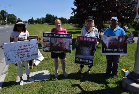 Vegan protest at Cornwall Ribfest