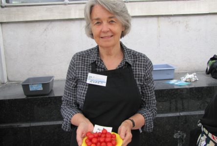 Tons of tasty tomatoes