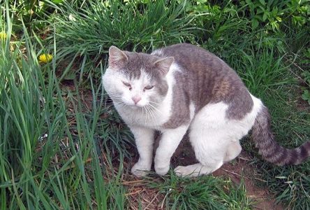 Residents demand help with stray cats