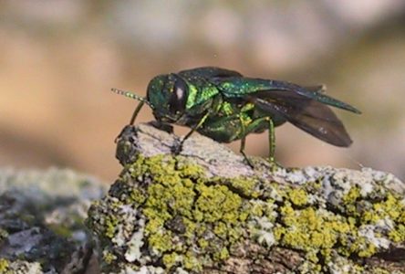 Councillor angered with handling of Ash Borers