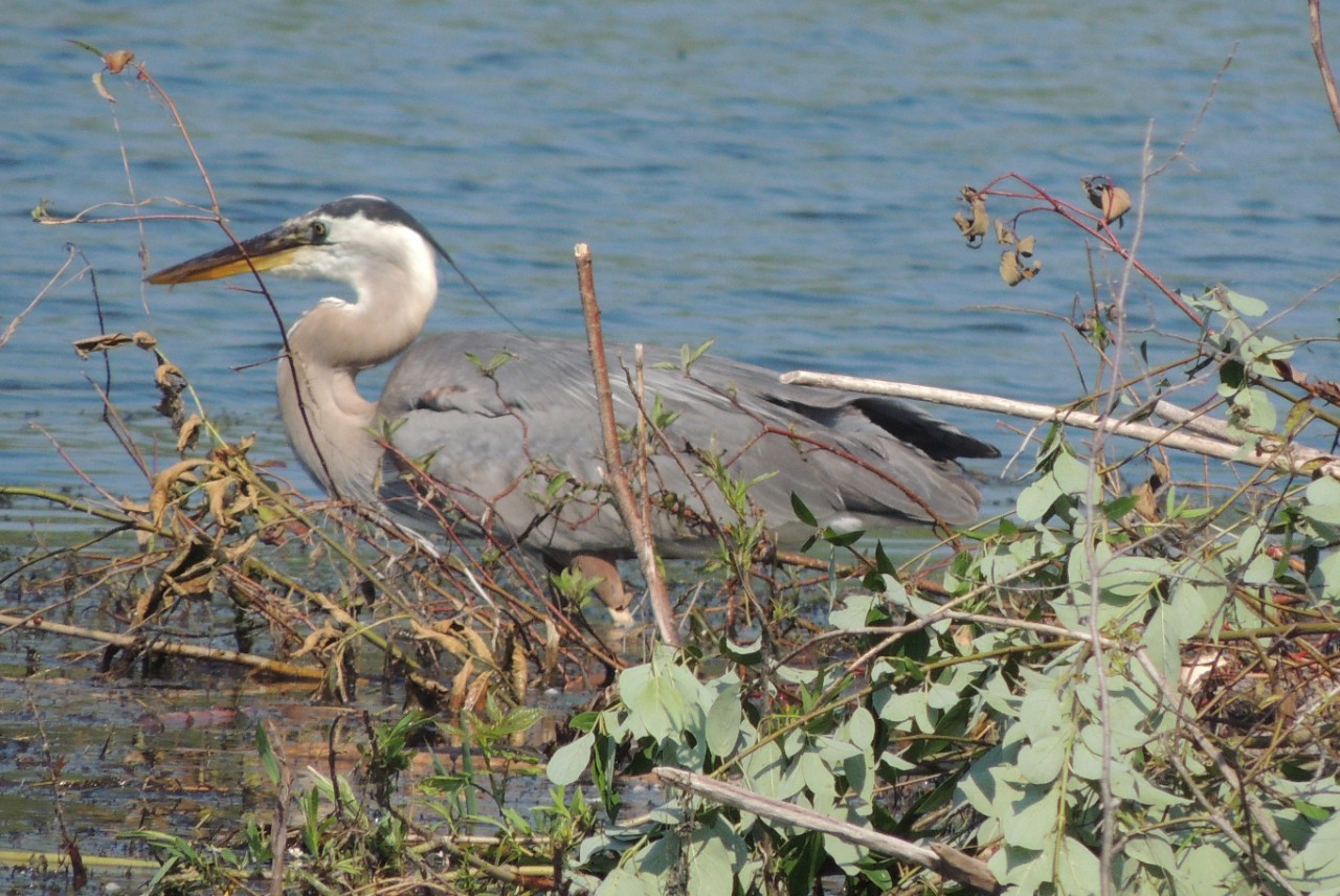 Wildlife rejoices at rainy season