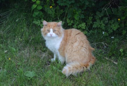 OSPCA: Cornwall’s homeless cats “crisis situation”