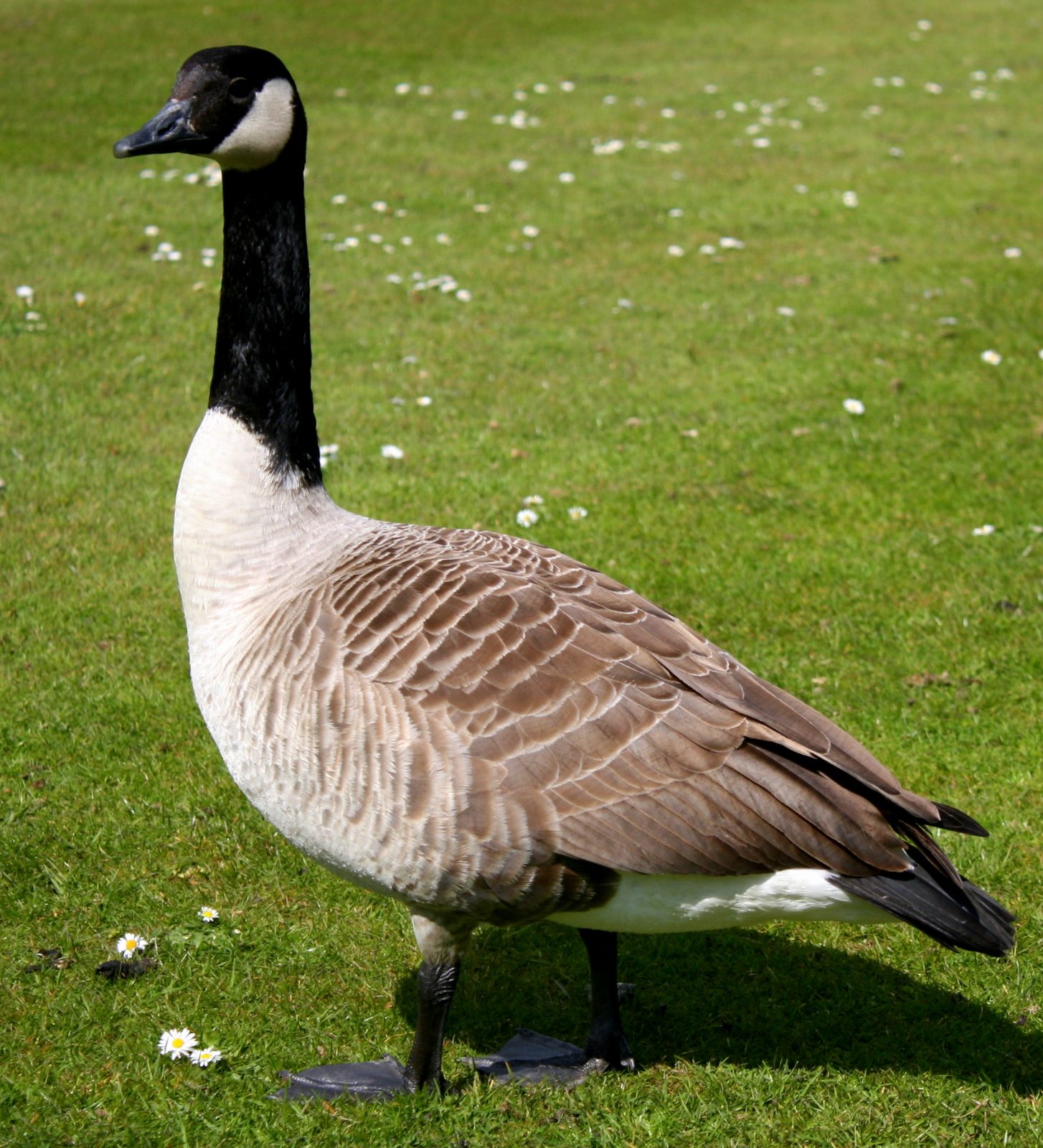 Canada Geese Are A Real Nuisance Because Of What They Leave Behind
