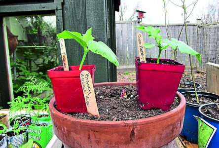 Incredible Edibles engage local gardeners