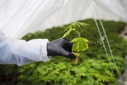 CannTrust to change name as it exits creditor protection with new majority investor