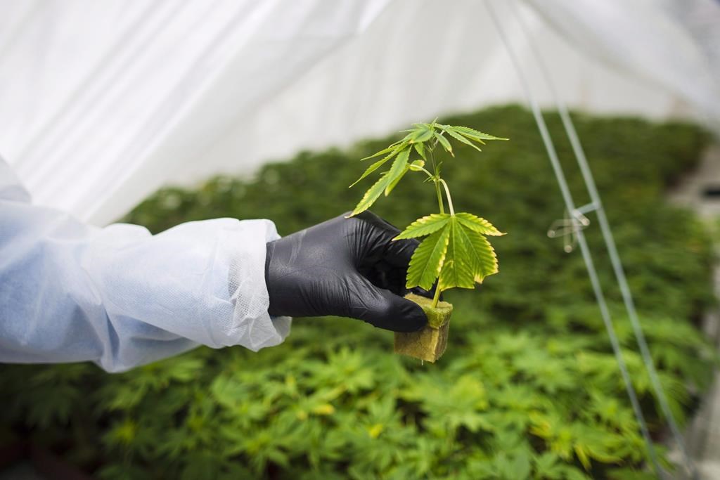 CannTrust to change name as it exits creditor protection with new majority investor