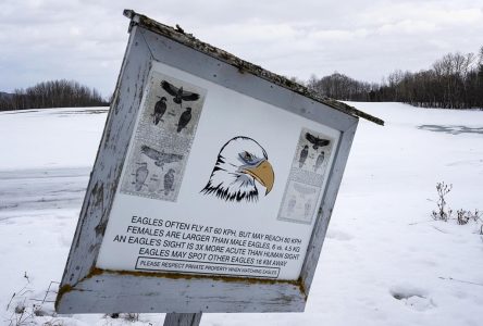 Bird flu found at southern Ontario poultry farm