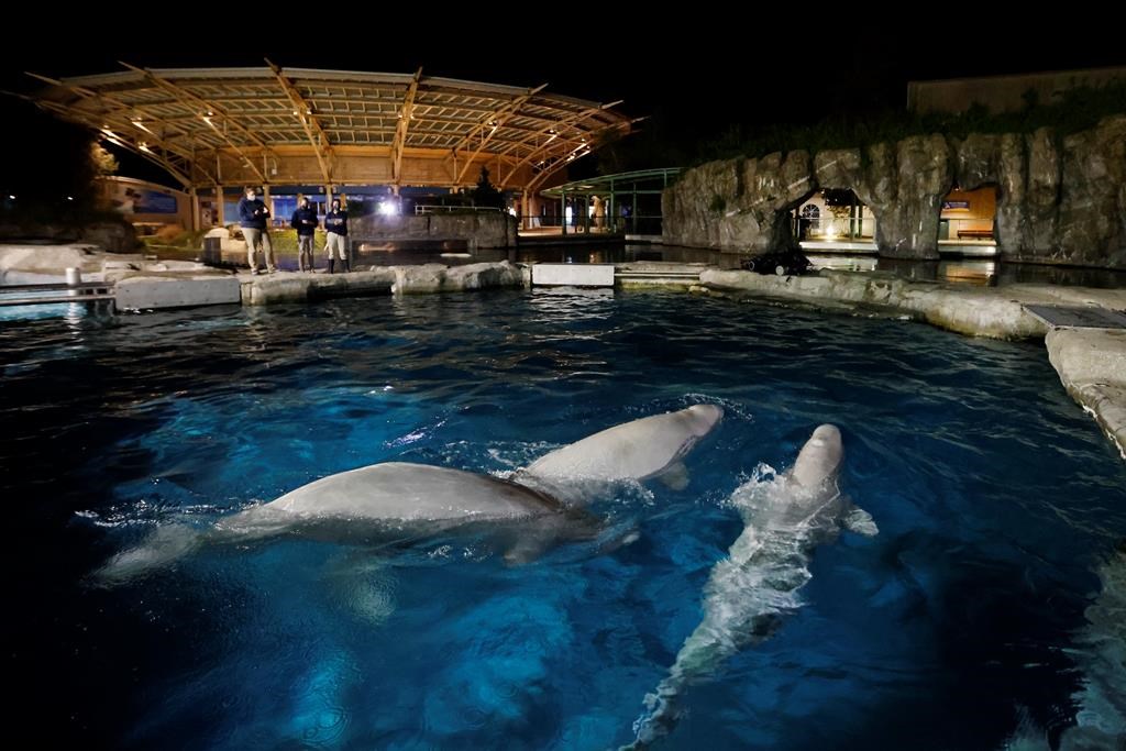 U.S. government reviewing deaths of two belugas moved to Connecticut from Marineland