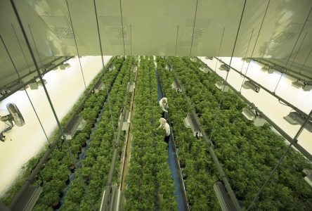 Pot company Canopy Growth to lay off 243 workers in new cost-reduction strategy