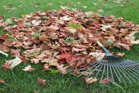 Leaf and Yard Waste collection to start on April 11