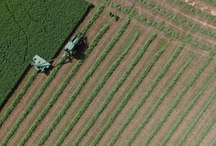 Abnormally dry conditions affecting farmers’ crops in southwestern Ontario