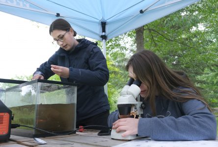 Interpret Invertebrates at Cooper Marsh Conservation Area with the RRCA and River Institute 