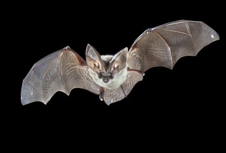 Staying Safe as Rabies Found in Local Bat Population