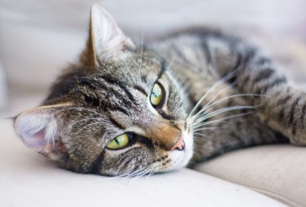 Apply for Subsidized Spay/Neuter Program