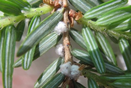 Invasive insect discovered in southern Ontario could pose risk for hemlock trees