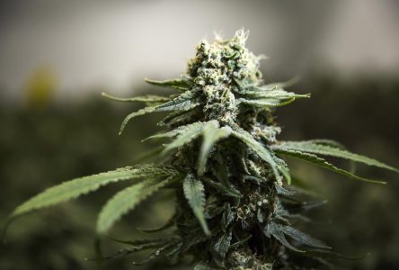 Cannabis retailer Superette granted court protection from creditors