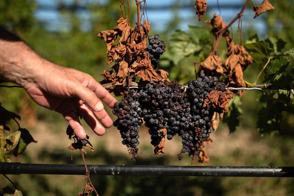 Climate Changed: Ontario wine producers seek solutions to extreme weather threats