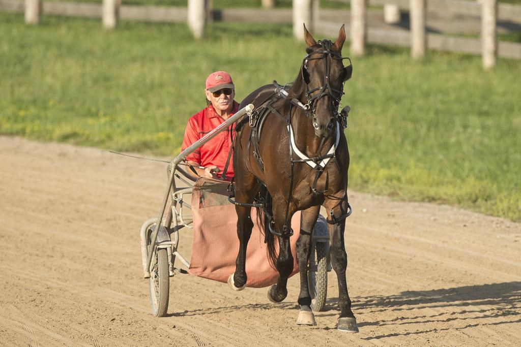 World-record holder Bulldog Hanover draws No. 6 spot for Breeders Crown Open Pace