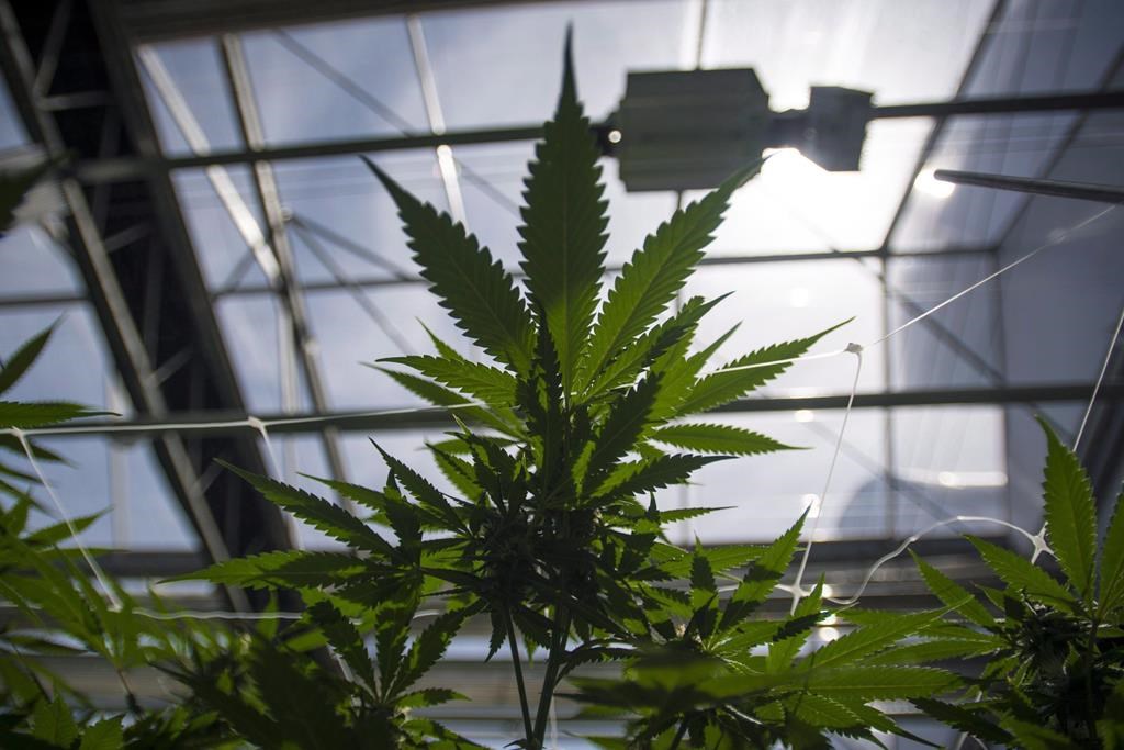 CannTrust CEO was warned over illicit pot growing: former compliance worker