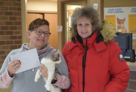 Lise Oikle Art Calendar Raises $965 for OSPCA