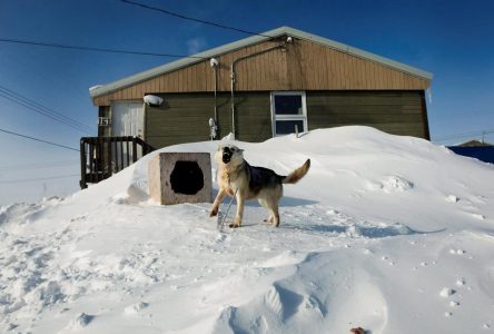 Growing dog populations an issue in some remote communities, shelters under pressure