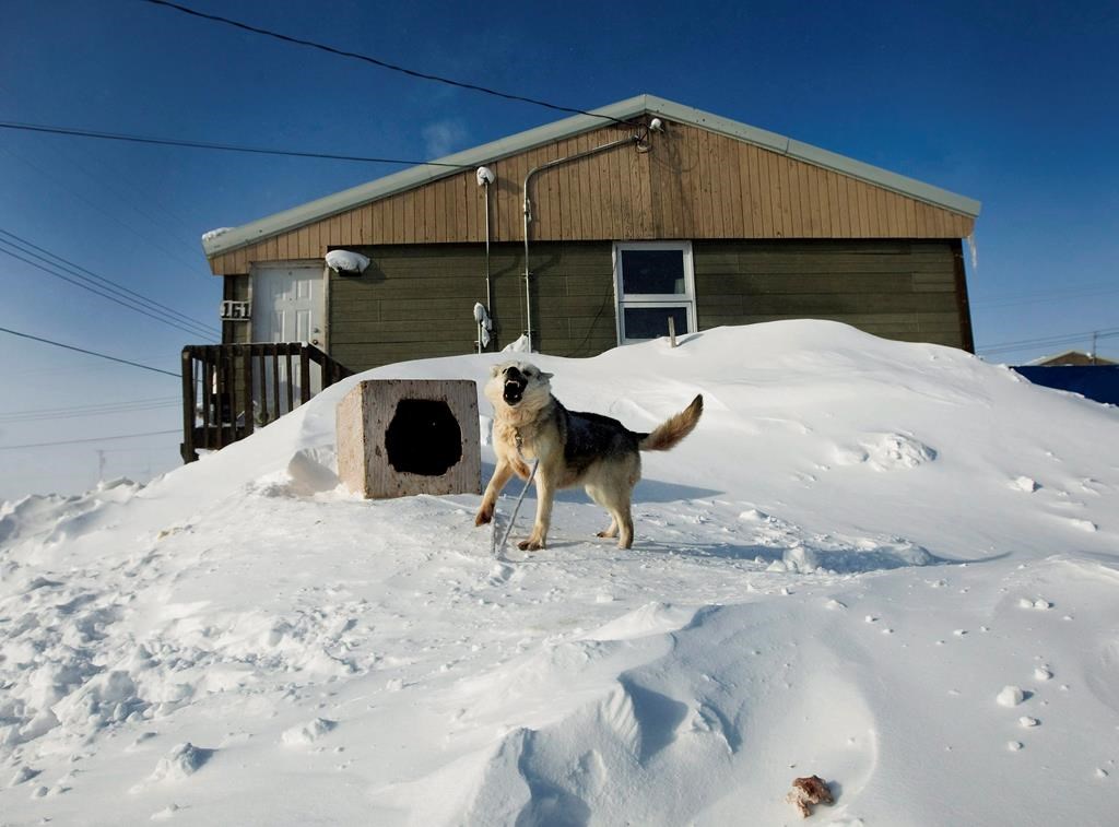 Growing dog populations an issue in some remote communities, shelters under pressure