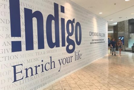 Indigo risks reputational damage as outage drags on: experts