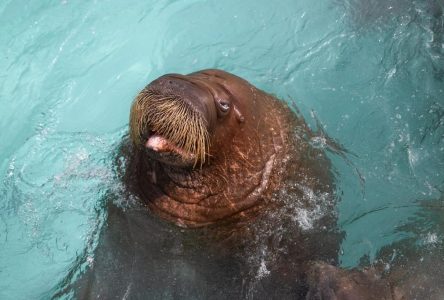 Last captive walruses in Canada moved to new SeaWorld in Abu Dhabi