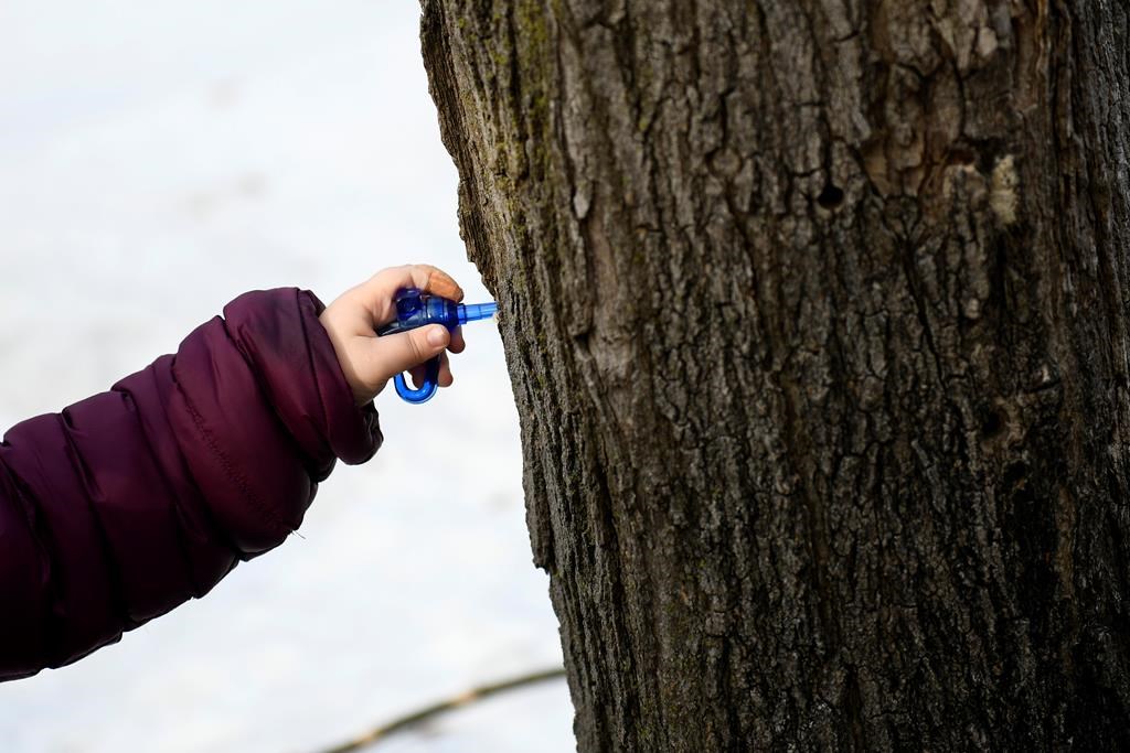 Ontario maple syrup producers hit by climate change, some urge carbon reductions