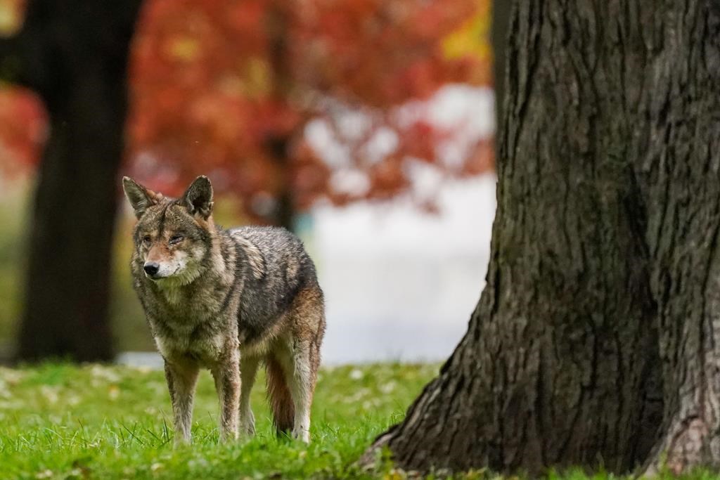 Brampton school keeps students indoors for a week after coyote sighting on grounds