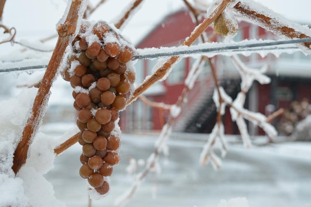 Volatile winter weather affecting icewine production in Ontario, producers say