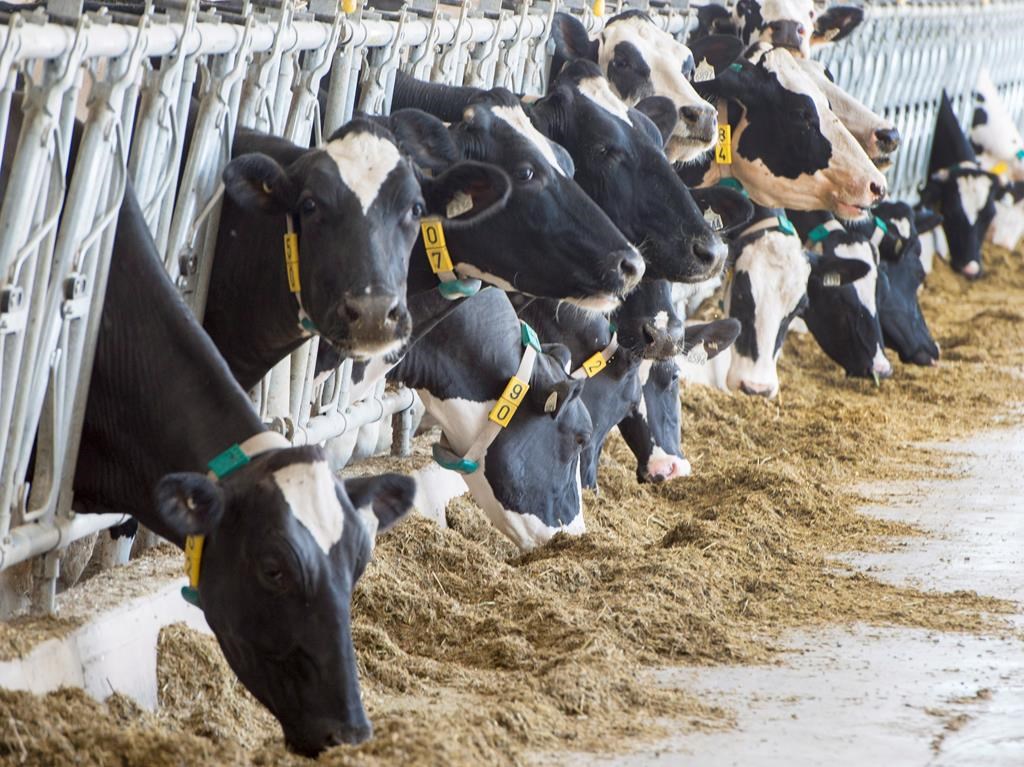 What’s behind the cost of milk, eggs and chicken in Canada