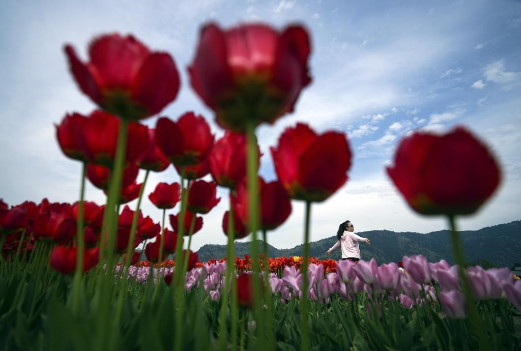 Refocus, decommercialize Mother’s Day to return it to its roots, sociologist says