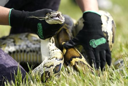 Toronto police make arrest after man allegedly assaulted with python