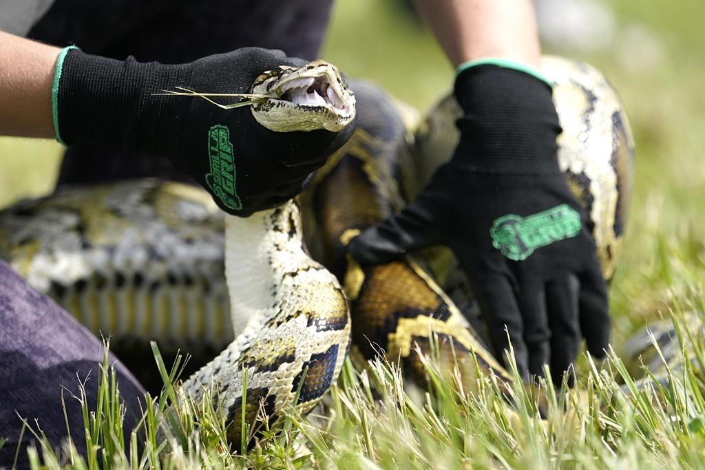 Toronto police make arrest after man allegedly assaulted with python