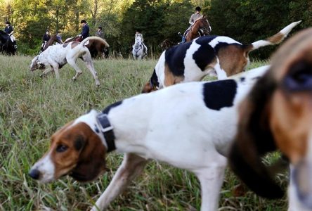 ‘A sport of cruelty’: Ex-conservation officers against Ontario hunting dog expansion