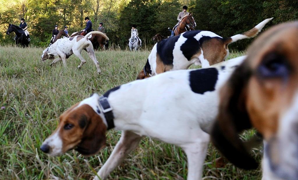 ‘A sport of cruelty’: Ex-conservation officers against Ontario hunting dog expansion