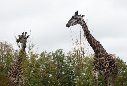 How Canada’s zoos protect the animals when wildfire smoke blows in