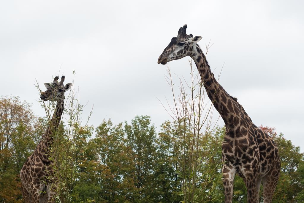 How Canada’s zoos protect the animals when wildfire smoke blows in