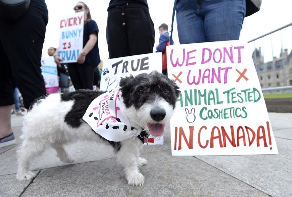 Canada Bans Testing Of Cosmetics On Animals In Line With Dozens Of   2023062711064 C76764ec8e1fa972c4205147e1eafcc1ff9bc835288ef3f2f189f2f41250770b 