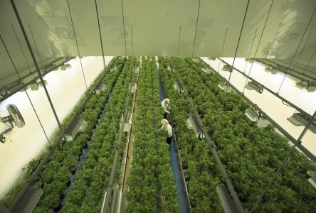 Cannabis company Canopy Growth sells California facility, changes auditors