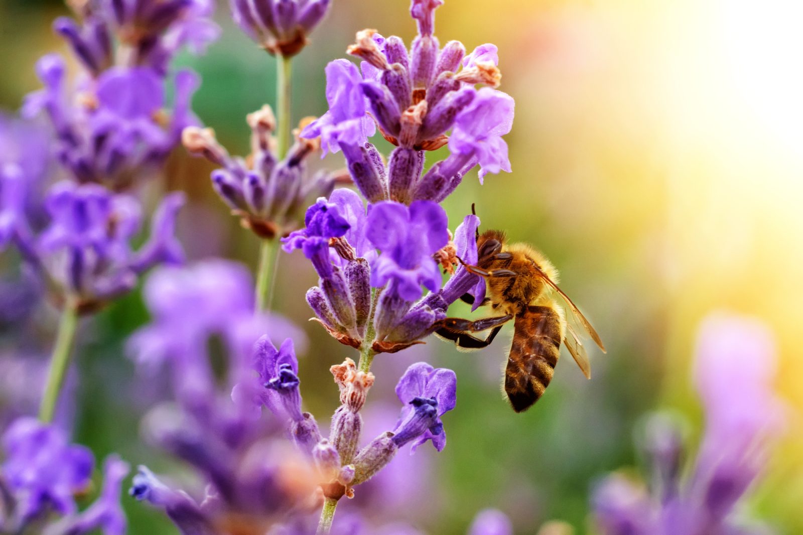 City of Cornwall to offer Pollinator Workshop