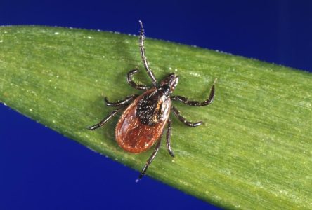 Ontario tracks spread of tick-borne illnesses; top doctor links it to climate change