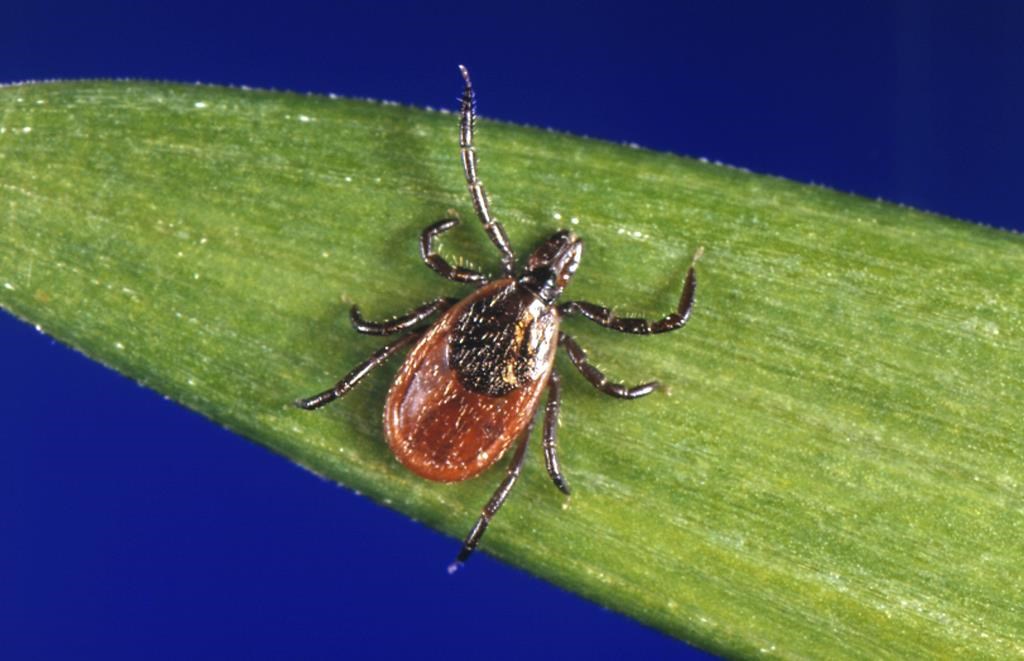 Ontario tracks spread of tick-borne illnesses; top doctor links it to climate change