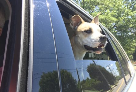 Six Tips To Keep Pets Safe During Storm Season