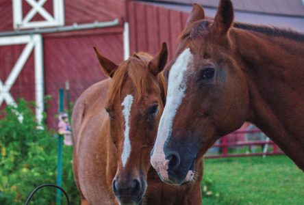 National I Love Horses Day