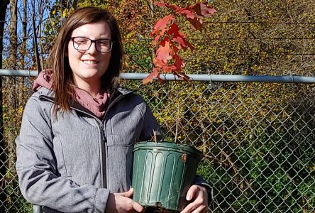 RRCA Offers New Potted Tree Program